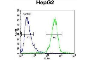 IGF2BP2 Antibody (C-term) flow cytometric analysis of HepG2 cells (right histogram) compared to a negative control cell (left histogram). (IGF2BP2 anticorps  (C-Term))