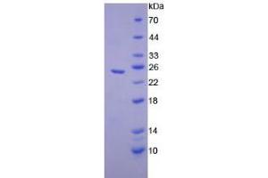 SDS-PAGE analysis of Mouse Elastase 1, Pancreatic Protein. (CELA1 Protéine)