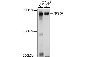 Western blot analysis of extracts of various cell lines, using FIP200 Rabbit pAb (ABIN7269881) at 1:1000 dilution. (FIP200 anticorps  (C-Term))