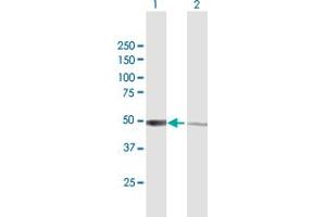 Western Blot analysis of IRF3 expression in transfected 293T cell line by IRF3 MaxPab polyclonal antibody. (IRF3 anticorps  (AA 1-427))