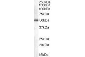 Image no. 1 for anti-DEAD (Asp-Glu-Ala-Asp) Box Polypeptide 6 (DDX6) (C-Term) antibody (ABIN374654) (DDX6 anticorps  (C-Term))
