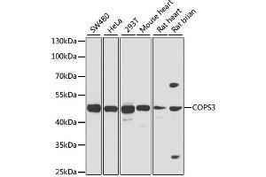 Western blot analysis of extracts of various cell lines, using COPS3 antibody. (COPS3 anticorps)