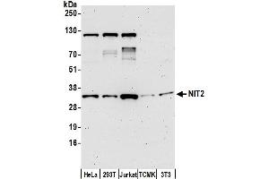 Western Blotting (WB) image for anti-Nitrilase Family, Member 2 (NIT2) (AA 226-276) antibody (ABIN7449238)