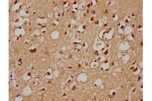 IHC image of ABIN7154372 diluted at 1:300 and staining in paraffin-embedded human brain tissue performed on a Leica BondTM system. (GRHL1 anticorps  (AA 1-95))
