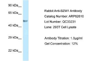 Western Blotting (WB) image for anti-Basic Leucine Zipper and W2 Domains 1 (BZW1) (C-Term) antibody (ABIN2789187) (BZW1 anticorps  (C-Term))