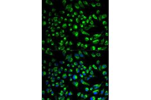 Immunofluorescence analysis of HeLa cell using SPAM1 antibody.