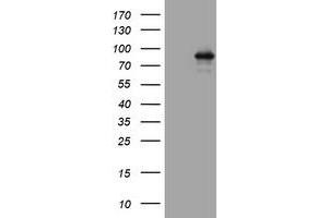 Western Blotting (WB) image for anti-Actin Filament Associated Protein 1 (AFAP1) (AA 100-386) antibody (ABIN2715790) (AFAP anticorps  (AA 100-386))