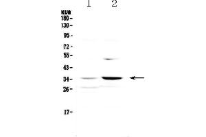 Western blot analysis of JunD using anti-JunD antibody .