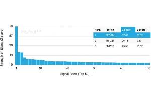 Analysis of Protein Array containing more than 19,000 full-length human proteins using CD31-Monospecific Recombinant Rabbit Monoclonal Antibody (C31/1395R) Z- and S- Score: The Z-score represents the strength of a signal that a monoclonal antibody (MAb) (in combination with a fluorescently-tagged anti-IgG secondary antibody) produces when binding to a particular protein on the HuProtTM array.