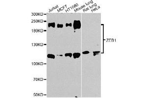 Western blot analysis of extracts of various cell lines, using ZEB1 antibody (ABIN1875385) at 1:1000 dilution. (ZEB1 anticorps)