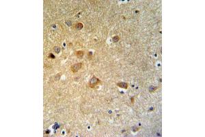 GTSE1 Antibody (C-term) (ABIN653838 and ABIN2843102) IHC analysis in formalin fixed and paraffin embedded brain tissue followed by peroxidase conjugation of the secondary antibody and DAB staining.