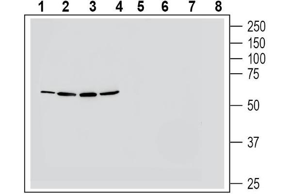 NMUR1 Antikörper  (Extracellular, Loop 3)