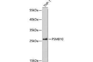 Western blot analysis of extracts of THP-1 cells, using PSMB10 antibody (ABIN6132527, ABIN6146311, ABIN6146312 and ABIN6221107) at 1:5000 dilution. (PSMB10 anticorps  (AA 1-273))