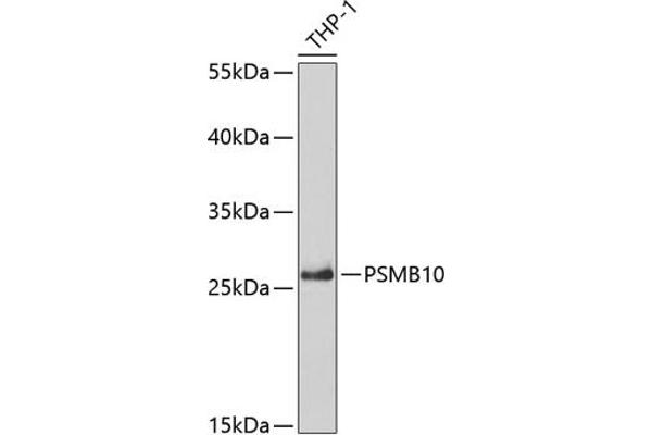 PSMB10 anticorps  (AA 1-273)