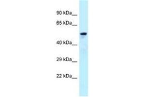 Image no. 1 for anti-ADP-Ribosylation Factor GTPase Activating Protein 3 (ARFGAP3) (AA 377-426) antibody (ABIN6747942) (ARFGAP3 anticorps  (AA 377-426))