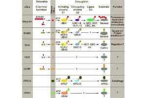 Conjugation pathways for ubiquitin and ubiquitin-like modifiers (UBLs). (RBX1 anticorps  (C-Term))