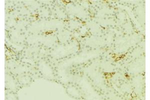 ABIN6277668 at 1/100 staining Mouse kidney tissue by IHC-P. (PLTP anticorps  (Internal Region))