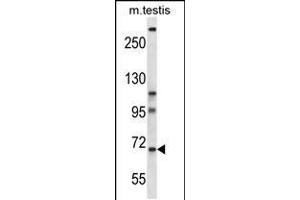 Western blot analysis in mouse testis tissue lysates (35ug/lane). (PAN3 anticorps  (C-Term))