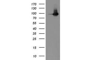 Western Blotting (WB) image for anti-Platelet/endothelial Cell Adhesion Molecule (PECAM1) antibody (ABIN1497251) (CD31 anticorps)