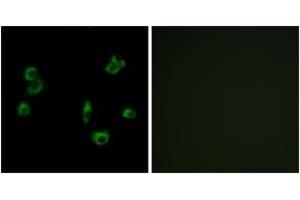 Immunofluorescence analysis of MCF7 cells, using PEVR1 Antibody. (PEVR1 (AA 43-92) anticorps)