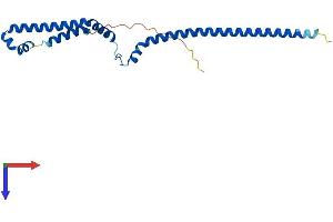 AlphaFold protein structure predicition of Mouse Recombinant Pmf1 Protein, UniprotID Q9CPV5