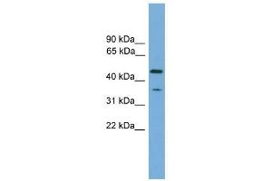 C6orf154 antibody used at 1 ug/ml to detect target protein. (C6orf154 anticorps  (N-Term))