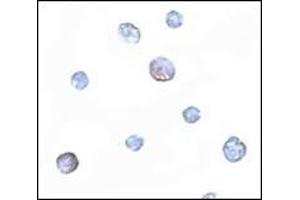 Immunocytochemistry of PDCD5 in Jurkat cells with this product at 5 μg/ml.