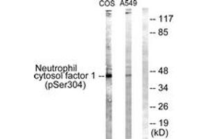Western blot analysis of extracts from COS7 cells treated with UV 15' and A549 cells, using Neutrophil Cytosol Factor 1 (Phospho-Ser304) Antibody. (NCF1 anticorps  (pSer304))