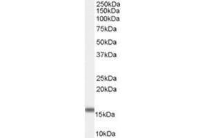 Image no. 2 for anti-Fatty Acid Binding Protein 2, Intestinal (FABP2) (C-Term) antibody (ABIN374817) (FABP2 anticorps  (C-Term))