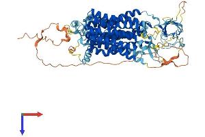 AlphaFold protein structure predicition of Mouse Recombinant Slco4c1 Protein, UniprotID Q8BGD4
