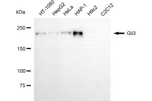 Western blotting analysis using gli3 antibody (ABIN7798721).