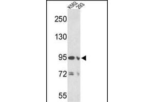 Western blot analysis of EMILIN1 Antibody (N-term) (ABIN390579 and ABIN2840902) in K562 and 293 cell line lysates (35 μg/lane). (Emilin1 anticorps  (N-Term))