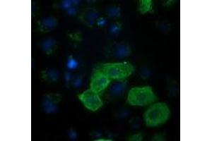 Anti-RASSF1 mouse monoclonal antibody (ABIN2454293) immunofluorescent staining of COS7 cells transiently transfected by pCMV6-ENTRY RASSF1 (RC213525). (RASSF1 anticorps)