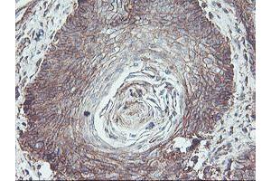 Image no. 2 for anti-Neuroplastin (NPTN) antibody (ABIN1499811) (NPTN anticorps)