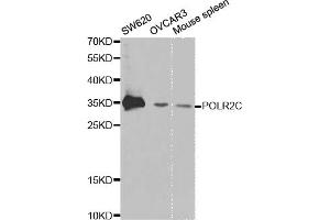Western blot analysis of extracts of various cell lines, using POLR2C antibody. (POLR2C anticorps)