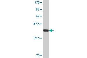 Western Blot detection against Immunogen (38.