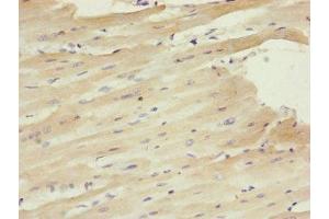 Immunohistochemistry of paraffin-embedded human heart tissue using ABIN7147351 at dilution of 1:100 (Centrin 1 anticorps  (AA 1-172))