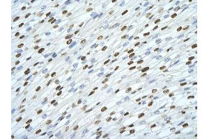 Rabbit Anti-SFPQ antibody         Paraffin Embedded Tissue:  Human Heart    cell Cellular Data:  cardiac cell    Antibody Concentration:  4. (SFPQ anticorps  (Middle Region))
