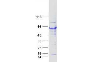 Validation with Western Blot (TRIM44 Protein (Myc-DYKDDDDK Tag))