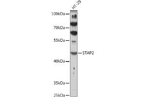 Western blot analysis of extracts of HT-29 cells, using ST antibody (ABIN7270313) at 1:1000 dilution. (STAP2 anticorps  (AA 130-220))