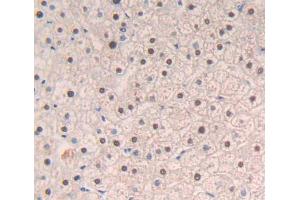 Used in DAB staining on fromalin fixed paraffin- embedded liver tissue