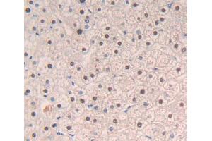 Used in DAB staining on fromalin fixed paraffin- embedded liver tissue (NFIA anticorps  (AA 1-143))