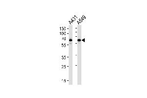 STIP1 Antibody (Center) (ABIN1882135 and ABIN2839438) western blot analysis in A431,A549 cell line lysates (35 μg/lane).