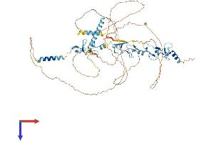 AlphaFold protein structure predicition of Human Recombinant LIMD1 Protein, UniprotID Q9UGP4