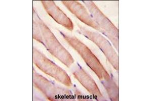 Stanniocalcin-2 (STC2) Antibody immunohistochemistry analysis in formalin fixed and paraffin embedded human skeletal muscle followed by peroxidase conjugation of the secondary antibody and DAB staining. (Stanniocalcin 2 anticorps  (N-Term))