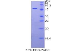 SDS-PAGE analysis of Human ARRB2 Protein. (Arrestin 3 Protéine)