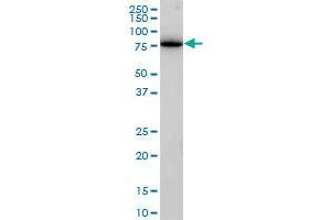 Western Blotting (WB) image for anti-Clathrin Interactor 1 (CLINT1) (AA 161-262) antibody (ABIN599495) (CLINT1 anticorps  (AA 161-262))