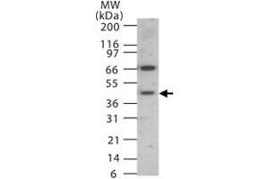 Western blot analysis of human SCPEP1 in 15 ugs of human heart lysate. (SCPEP1 anticorps  (AA 28-43))