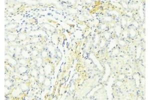 ABIN6276440 at 1/100 staining Mouse kidney tissue by IHC-P. (ARF6 anticorps  (Internal Region))