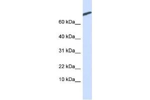 WB Suggested Anti-ARPP-21 Antibody Titration:  0. (ARPP21 anticorps  (N-Term))